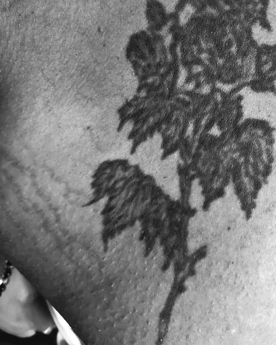 Alte Rose vor dem Cover-up
